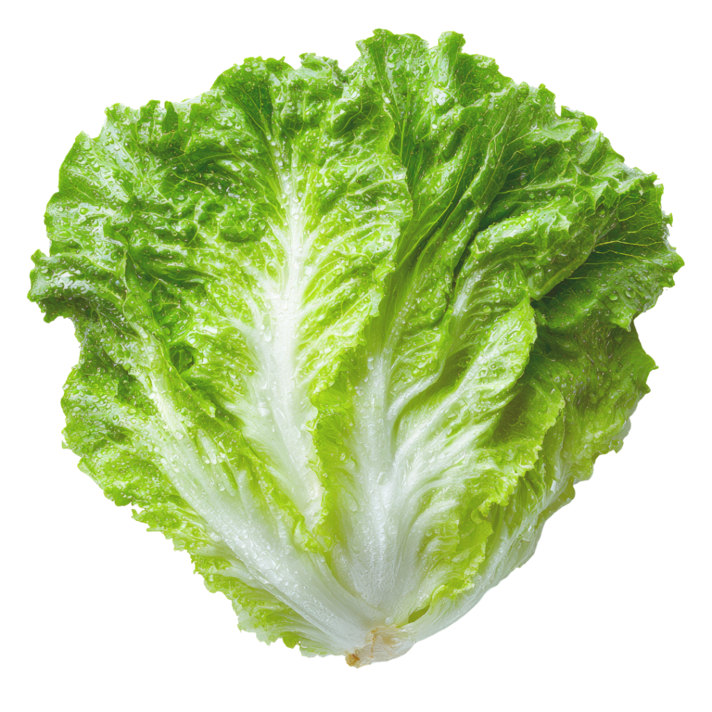 Lettuce